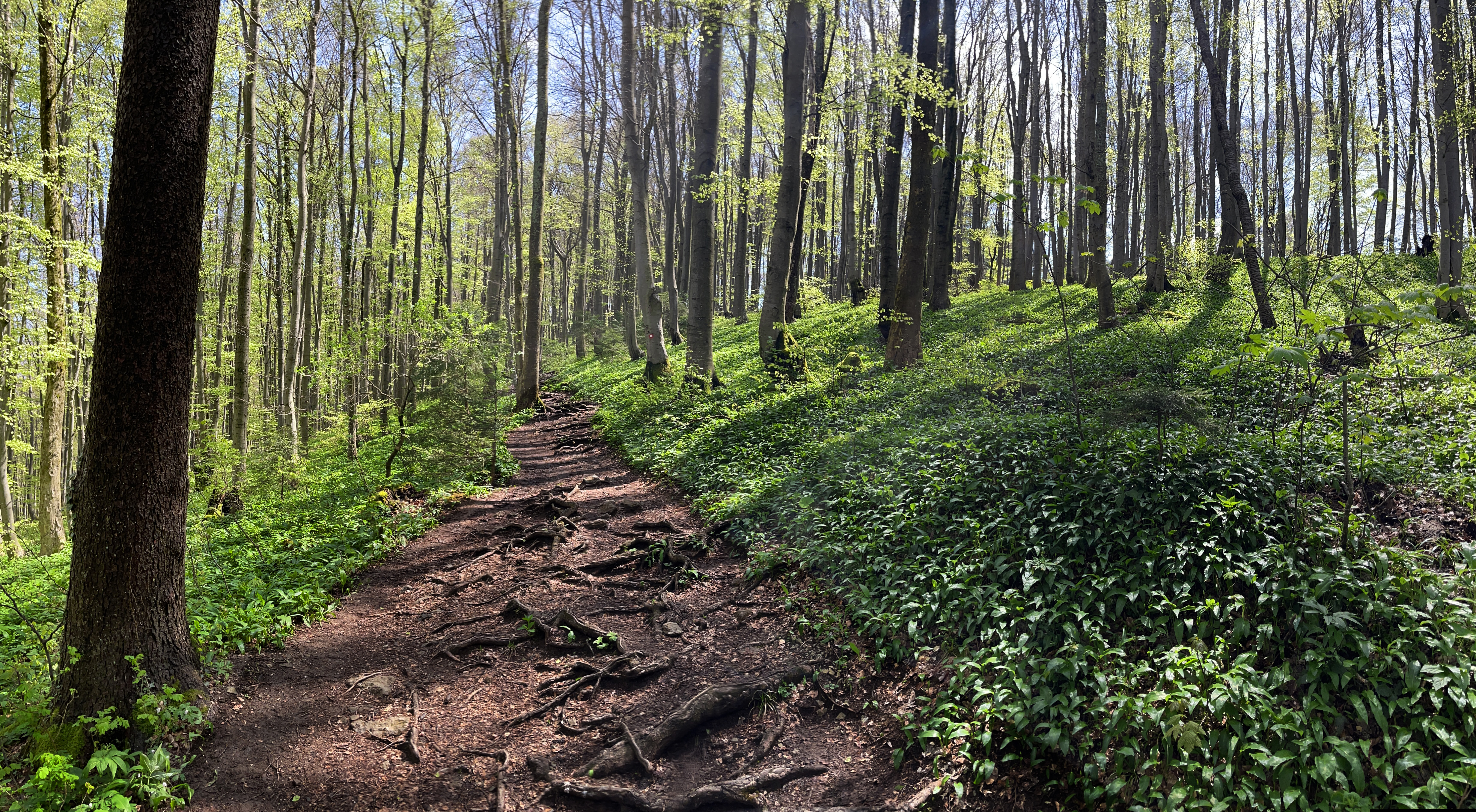 Forest Background